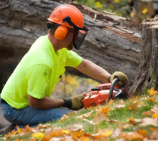 tree services Lewiston Woodville